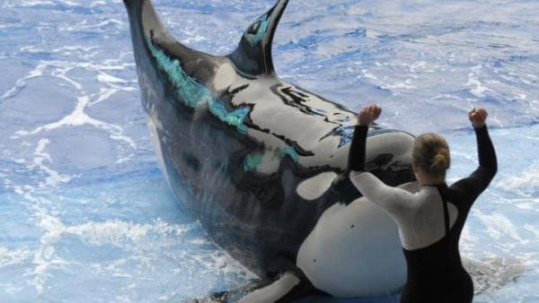 Canada’s ban on captive whales and dolphins will not affect those already in captivity, meaning nearly 60 animals will likely live out their natural lives at Marineland and the Vancouver Aquarium. Picture: AP