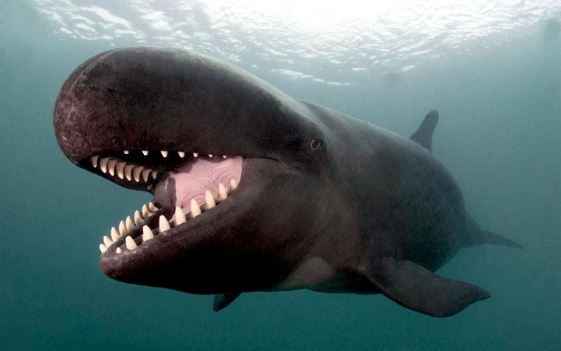 False-killer-whale.jpg