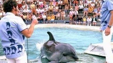 The new bill will make whale and dolphin captivity punishable by fines up to $A215,000.