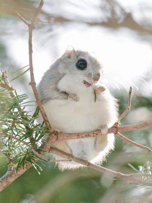 Japanese And Siberian Flying Squirrels Are Probably The Cutest ...
