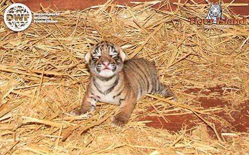 Tiger-cub_web.jpg